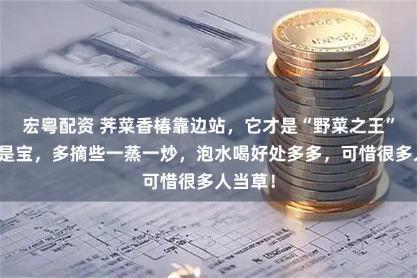 宏粤配资 荠菜香椿靠边站,它才是“野菜之王”!全身是宝,多摘些一蒸一炒,泡水喝好处多多,可惜很多人当草!